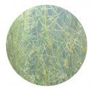 DwarfGiantFarm 3000Pcs A Set Potamogeton filiformis  Seed Prodgf