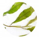 DwarfGiantFarm 3000Pcs A Set Potamogeton lucens Seed Prodgf