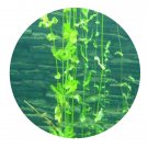 DwarfGiantFarm 3000Pcs A Set Potamogeton perfoliatus Seed Prodgf