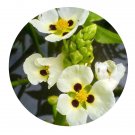 DwarfGiantFarm 3000Pcs A Set Sagittaria montevidensis Seed  Prodgf