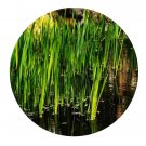 DwarfGiantFarm 3000Pcs A Set Acorus calamus Seed Prodgf