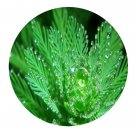 DwarfGiantFarm 3000Pcs A Set Myriophyllumverticillatum Seed Prodgf