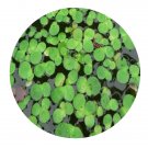 DwarfGiantFarm 3000Pcs A Set Spirodela polyrhiza Seed Prodgf