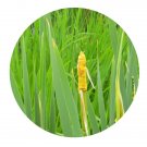 DwarfGiantFarm 3000Pcs A Set T.latifolia L Seed Prodgf