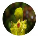 DwarfGiantFarm 3000Pcs A Set Nuphar japonicum Seed Prodgf