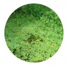 DwarfGiantFarm 3000Pcs A Set Trapella sinensis Seed Prodgf