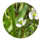 DwarfGiantFarm 3000Pcs A Set Sagittaria trifolia var. sinensis Seed  Prodgf
