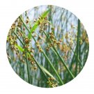 DwarfGiantFarm 3000Pcs A Set Scirpus tabernaemontani Seed Prodgf