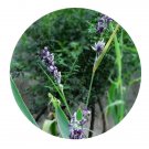 DwarfGiantFarm 3000Pcs A Set Thalia dealbata Seed Prodgf