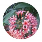 DwarfGiantFarm 3000Pcs A Set Ammocharis coranica Seed Prodgf