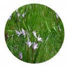 DwarfGiantFarm 3000Pcs A Set Chionodoxa spp Seed Prodgf
