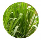 DwarfGiantFarm 3000Pcs A Set Alisma canaliculatum Seed Prodgf