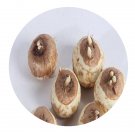 DwarfGiantFarm 3000Pcs A Set Crocus sativus Seed Prodgf