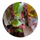 DwarfGiantFarm 200Pcs A Set Acalypha wilkesiana Muell Seed Prodgf