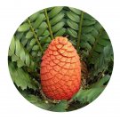DwarfGiantFarm 10Pcs A Set Dioon spinulosum Seed  Prodgf
