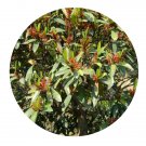 DwarfGiantFarm 100Pcs A Set Distylium racemosum Sieb Seed  Prodgf