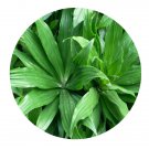 DwarfGiantFarm 100Pcs A Set Dracaena deremensis cv.Compacta Seed Prodgf