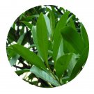 DwarfGiantFarm 100Pcs A Set Elaeocarpus sylvestris Seed Prodgf