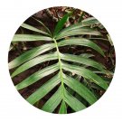 DwarfGiantFarm 100Pcs A Set Epipremnum pinniatum Seed Prodgf