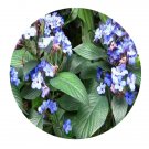 DwarfGiantFarm 100Pcs A Set Eranthemum pulchellum Seed  Prodgf