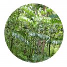 DwarfGiantFarm 100Pcs A Set erythrophloeum fordii Seed Prodgf