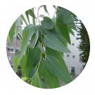 DwarfGiantFarm 100Pcs A Set Eucalyptus citriodora Seed Prodgf