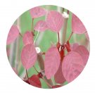 DwarfGiantFarm 100Pcs A Set Euphorbia cotinifolia Linn Seed  Prodgf