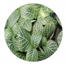 DwarfGiantFarm 100Pcs A Set F.verschaffeltiivar.argyroneura Seed Prodgf