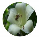 DwarfGiantFarm 100Pcs A Set Fagraea ceilanica Seed  Prodgf