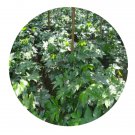 DwarfGiantFarm 100Pcs A Set Fatsia japonica Seed  Prodgf