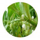 DwarfGiantFarm 100Pcs A Set Scaevola frutcscens Seed   Prodgf