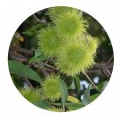 DwarfGiantFarm 100Pcs A Set Sloanea sinensis Seed   Prodgf