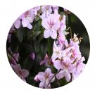 DwarfGiantFarm 100Pcs A Set Rhododendron ovatum Seed Prodgf