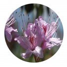DwarfGiantFarm 100Pcs A Set Rhododendronfortunei Seed  Prodgf
