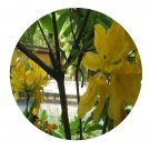 DwarfGiantFarm 100Pcs A Set Rhododendron lutescens Franch Seed  Prodgf