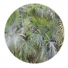 DwarfGiantFarm 100Pcs A Set Rhapis multifida Burret Seed Prodgf