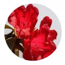 DwarfGiantFarm 100Pcs A Set Rhododendron delavayi Franch Seed Prodgf