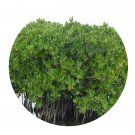 DwarfGiantFarm 100Pcs A Set Rhizophora stylosa Seed Prodgf