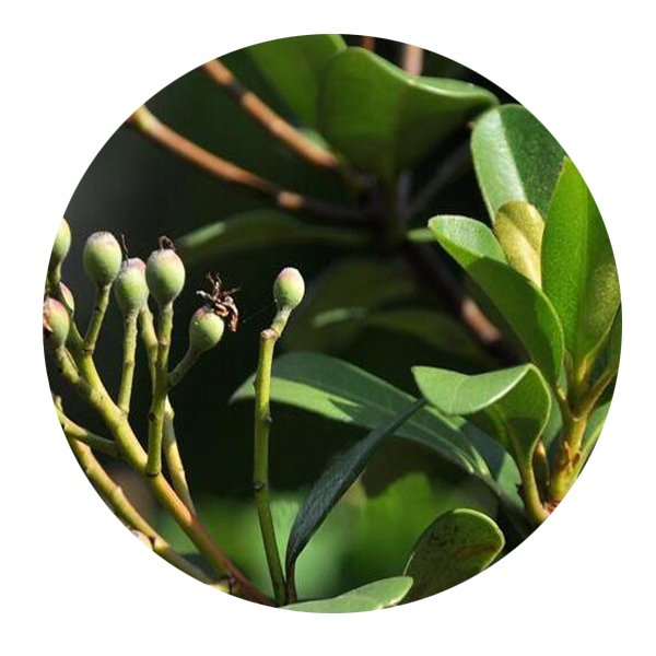 DwarfGiantFarm 100Pcs A Set Raphiolepis Seed Prodgf
