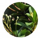 DwarfGiantFarm 100Pcs A Set Raphiolepis Seed Prodgf