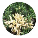 DwarfGiantFarm 100Pcs A Set Sabina chinensiscv.Pfitzeriana Seed  Prodgf