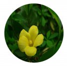 DwarfGiantFarm 100Pcs A Set ReinwardtiaindicaDum Seed Prodgf