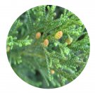 DwarfGiantFarm 100Pcs A Set Sabinachinensis Seed  Prodgf