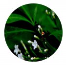 DwarfGiantFarm 100Pcs A Set Rauvolfia Seed Prodgf
