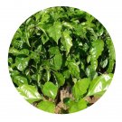 DwarfGiantFarm 100Pcs A Set Radermachera hainanensis Seed Prodgf