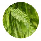 DwarfGiantFarm 100Pcs A Set Podocarpus imbricatus Seed  Prodgf