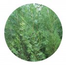 DwarfGiantFarm 100Pcs A Set Platycladus orientalis Seed Prodgf