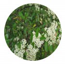 DwarfGiantFarm 100Pcs A Set Pyracantha fortuneana Seed Prodgf