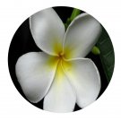 DwarfGiantFarm 100Pcs A Set Plumeria obtusa Linn Seed Prodgf