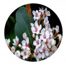 DwarfGiantFarm 100Pcs A Set Raphiolepis indica Seed Prodgf